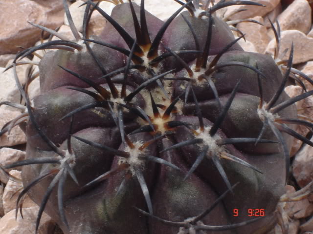 Copiapoa dura 