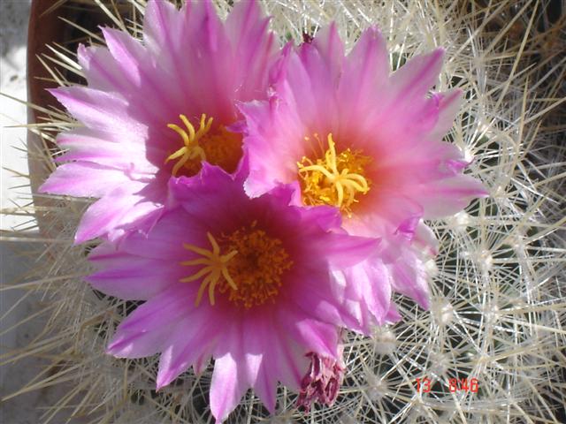 Thelocactus macdowellii 