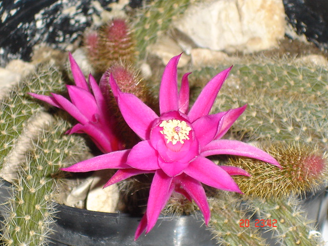 Aporocactus flagelliformis 