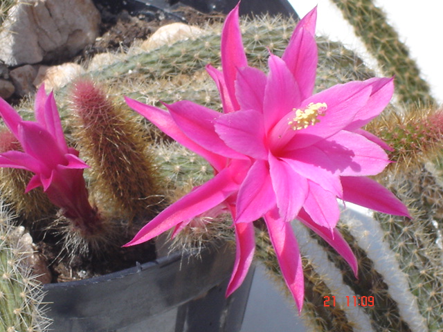 Aporocactus flagelliformis 