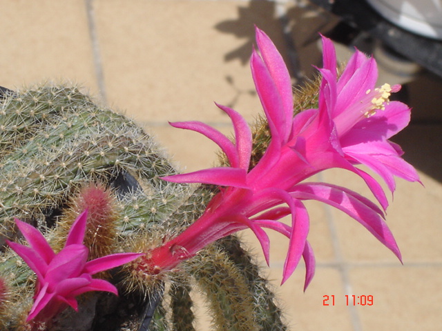 Aporocactus flagelliformis 