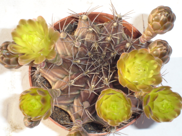 Gymnocalycium mihanovichii 