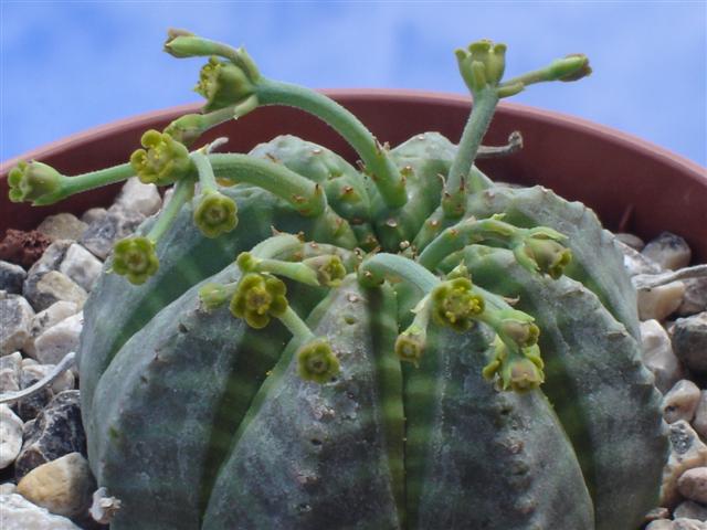 Euphorbia meloformis 