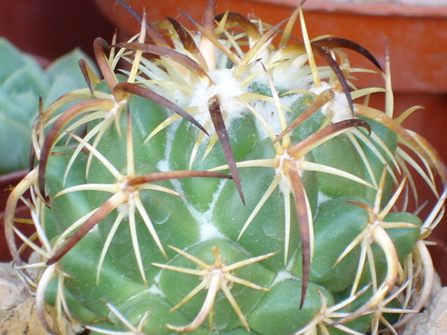 Coryphantha tripugionacantha 