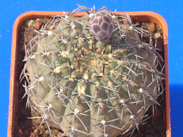 Gymnocalycium stellatum 