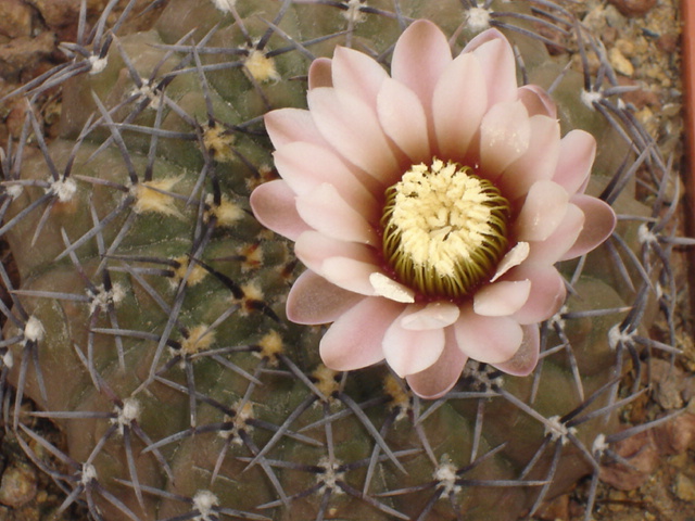 Gymnocalycium stellatum 