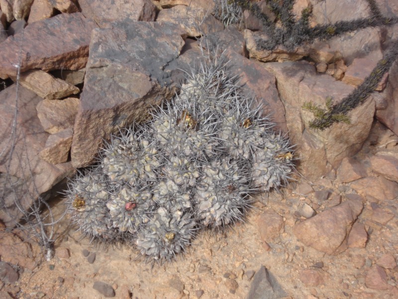 Copiapoa fiedleriana 