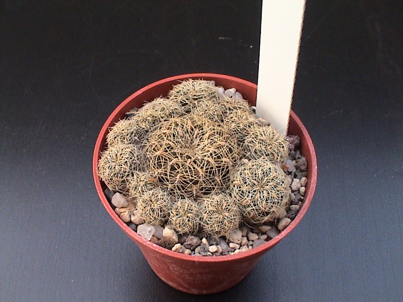 Sulcorebutia mizquensis 