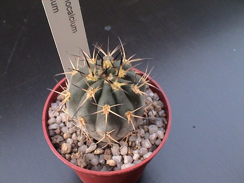 Acanthocalycium glaucum 