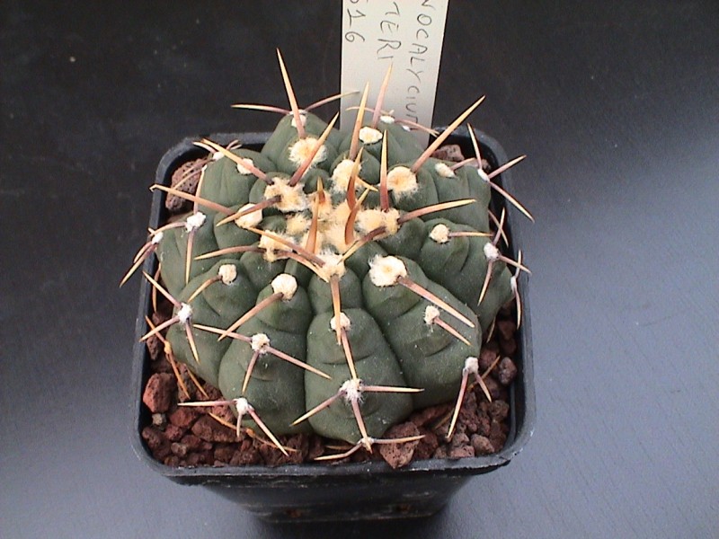 Gymnocalycium vatteri 