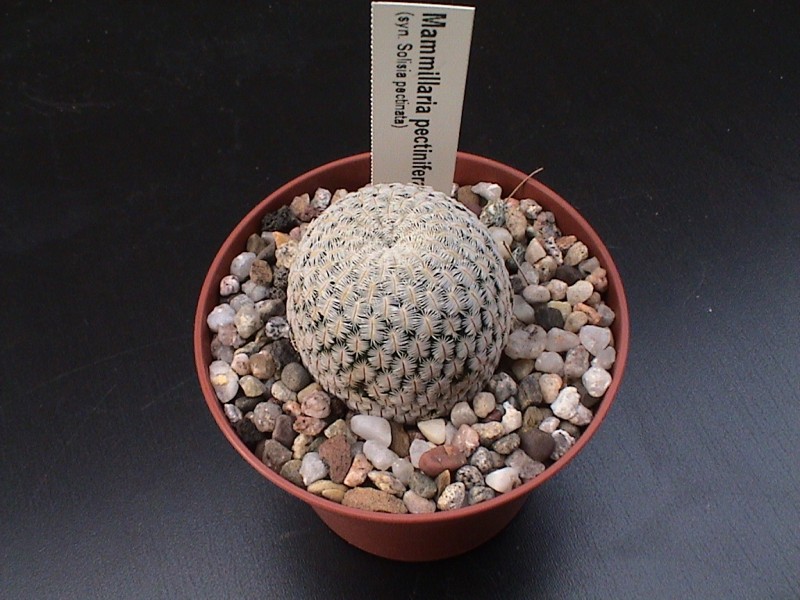 Mammillaria pectinifera 