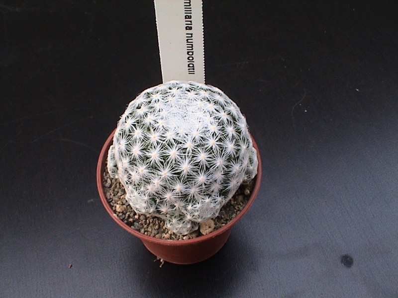 Mammillaria humboldtii 