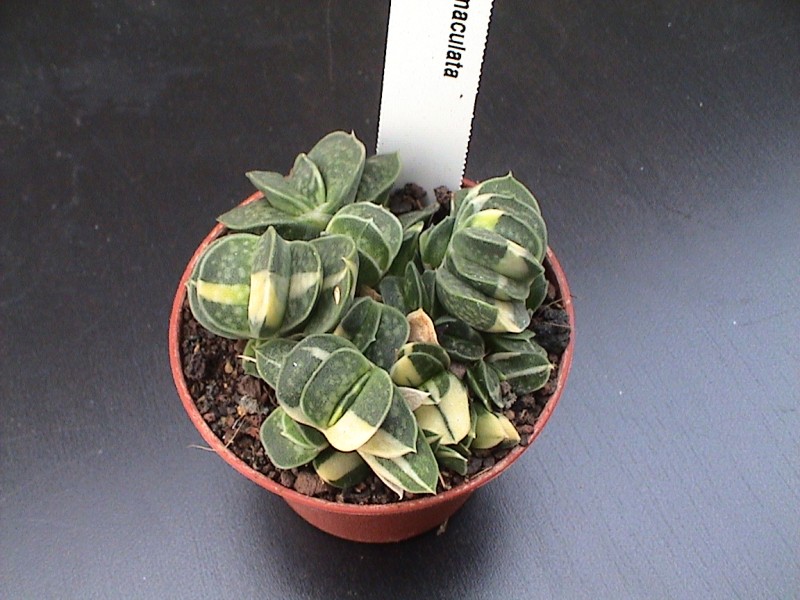 Gasteria maculata 