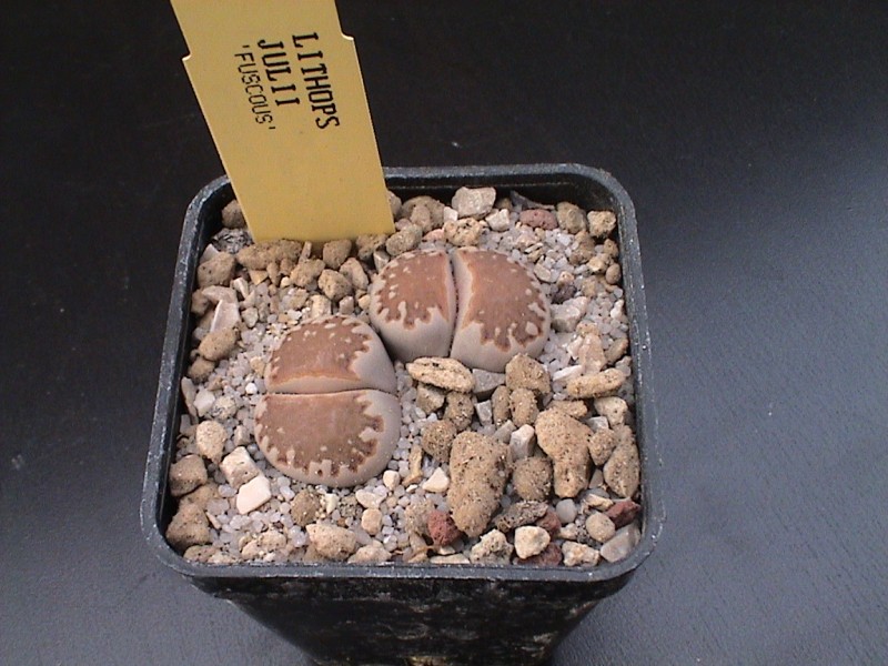 lithops julii cv. fuscous form