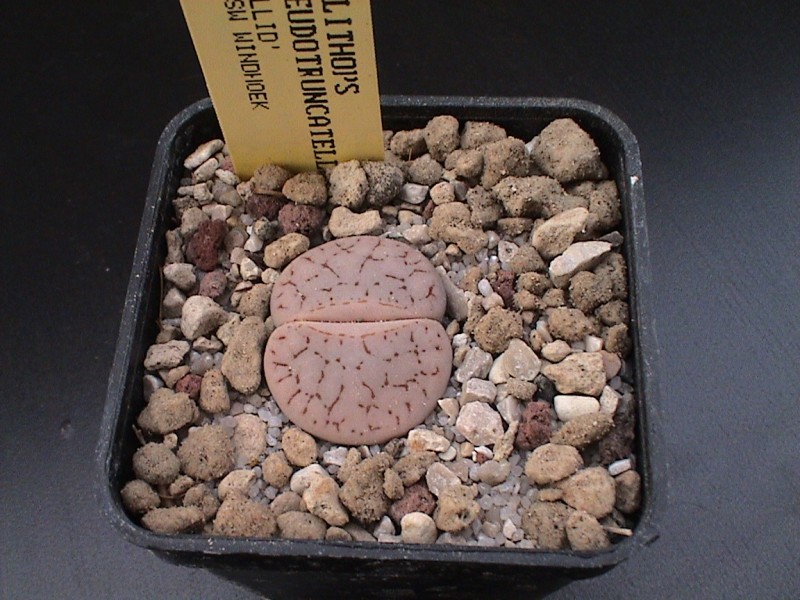 Lithops pseudotruncatella 