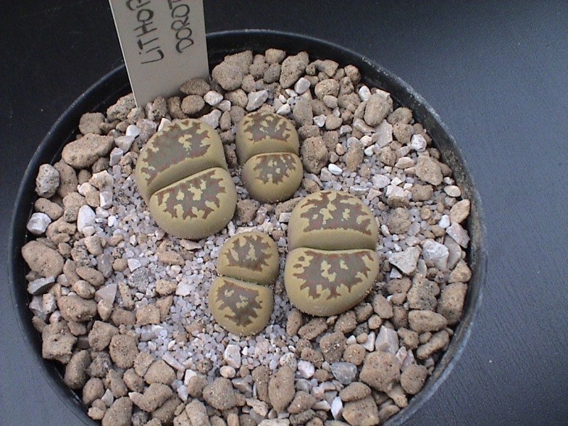 Lithops dorotheae 