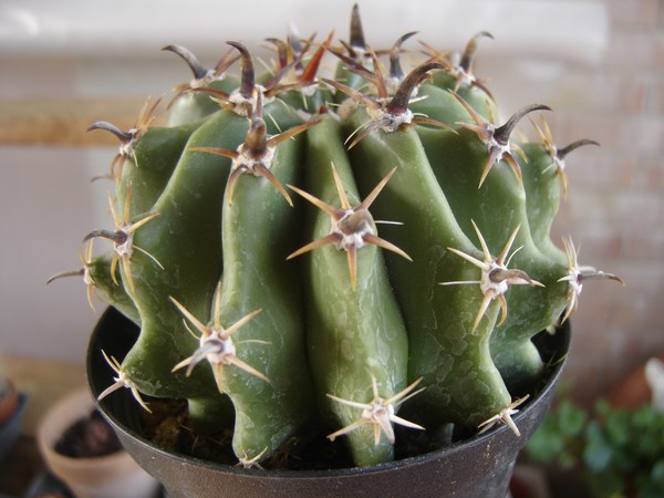 FEROCACTUS HORRIDUS F. BREVISPINUS 