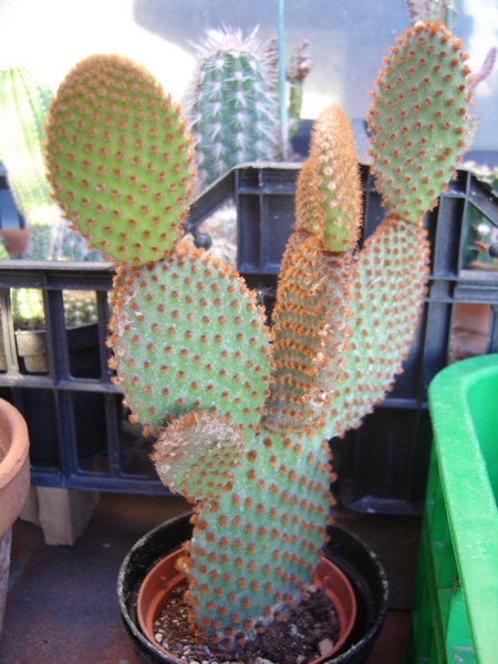 Opuntia microdasys v. rufida 