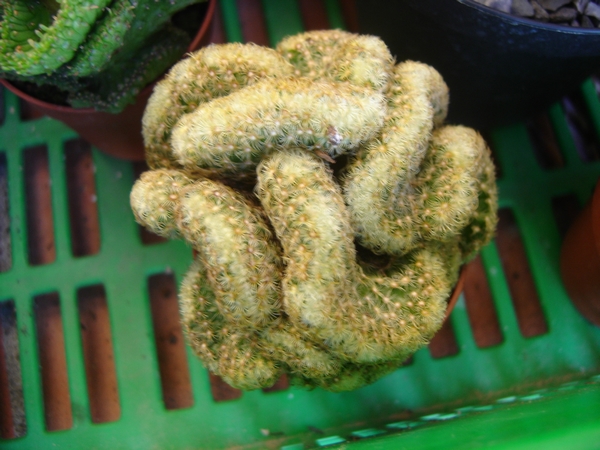 Mammillaria elongata f. cristata 