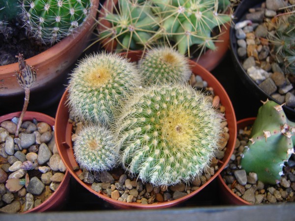 Parodia leninghausii 