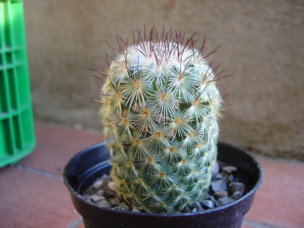 Mammillaria microhelia 