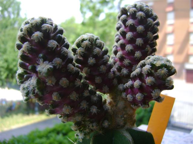 Mammillaria theresae 