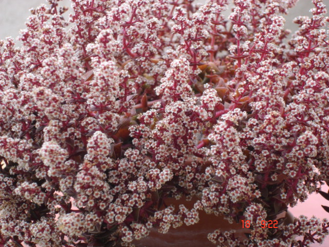 Crassula capitella 