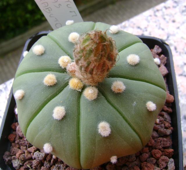 Astrophytum asterias cv. ruri kabuto 