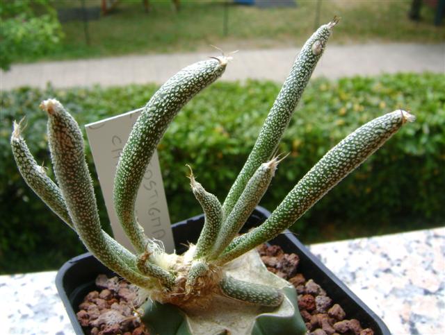 Astrophytum caput-medusae 