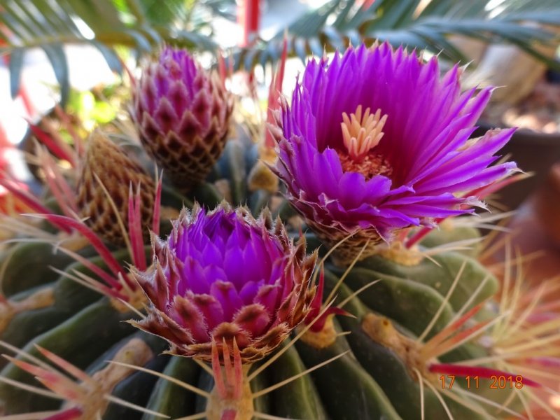 Ferocactus latispinus 