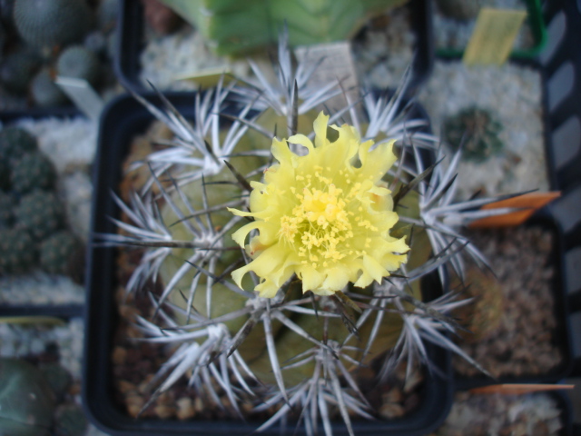 Copiapoa echinoides RAP 132