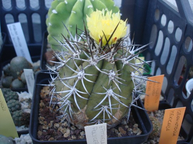 Copiapoa echinoides RAP 132