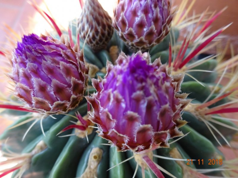 Ferocactus latispinus 