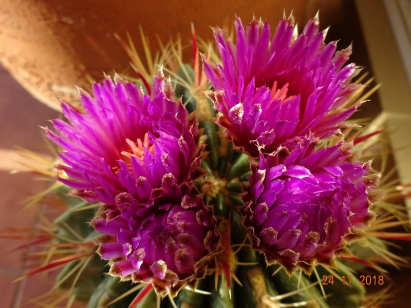 Ferocactus latispinus 