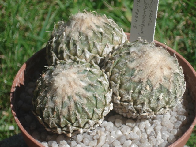 Pelecyphora strobiliformis 