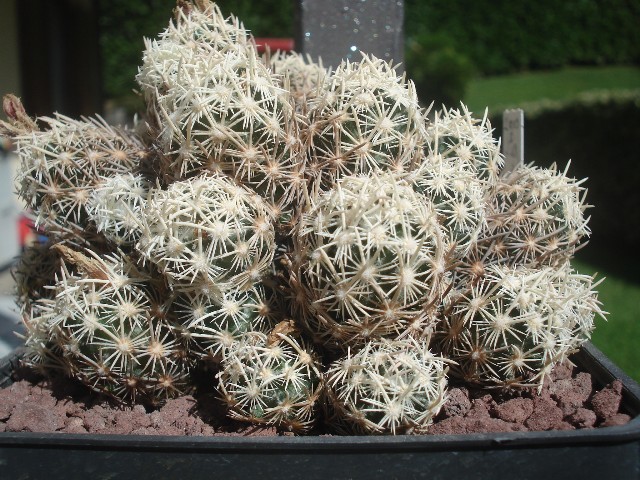 Escobaria minima 