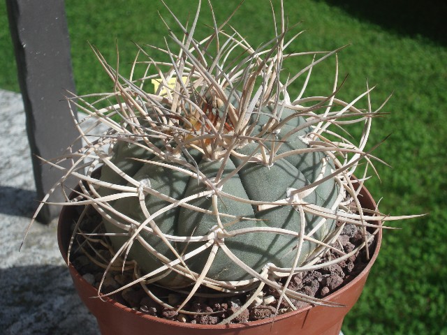 Gymnocalycium cardenasianum 