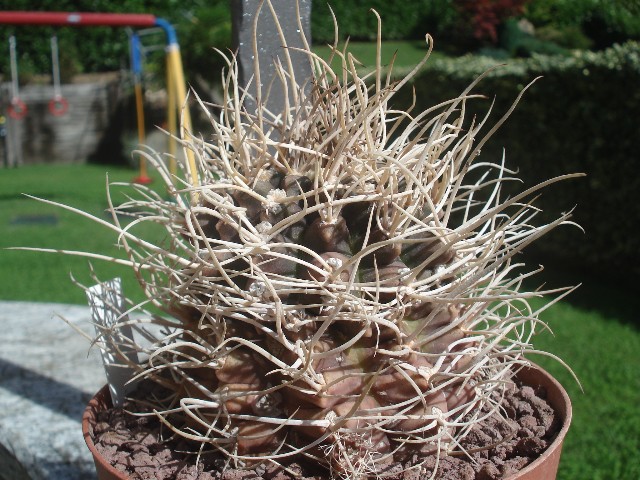 gymnocalycium schickendantzii v. michoga