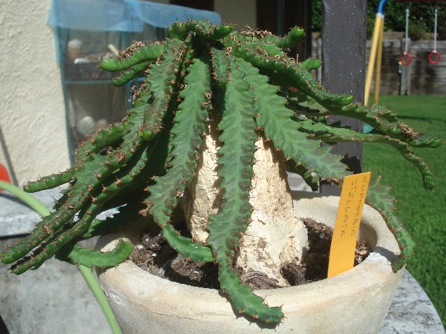 Euphorbia stellata 