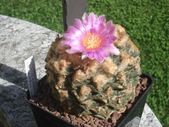 Ariocarpus intermedius 