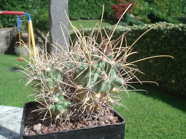 Glandulicactus wrightii 