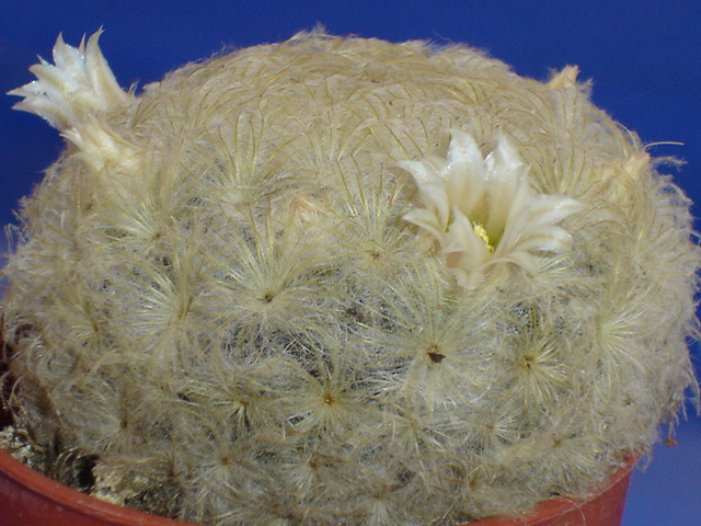 Mammillaria plumosa 