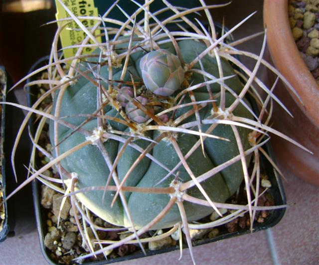 Gymnocalycium cardenasianum 