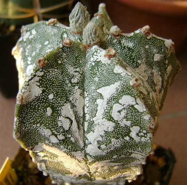 Astrophytum myriostigma cv. hakuun 
