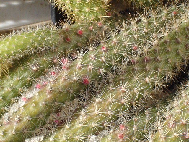 Aporocactus flagelliformis 