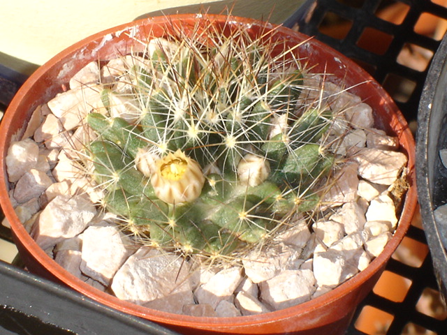 Mammillaria johnstonii v. sancarlensis 