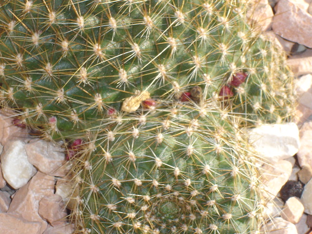 Rebutia sp. 