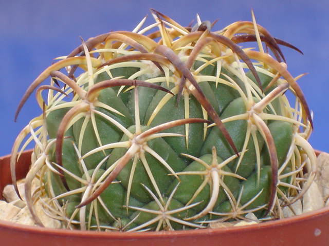 Coryphantha tripugionacantha 