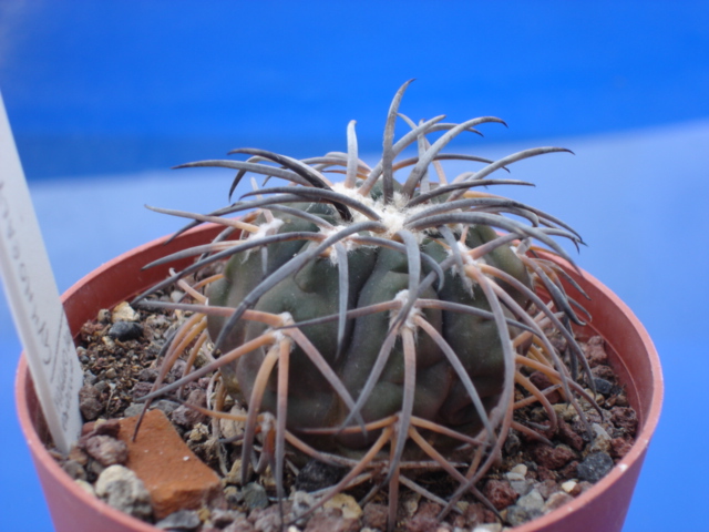 Gymnocalycium spegazzinii ssp. cardenasianum 