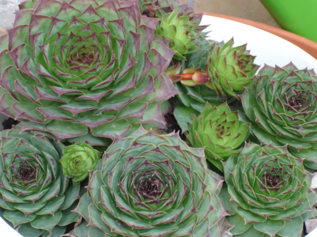 Sempervivum tectorum 